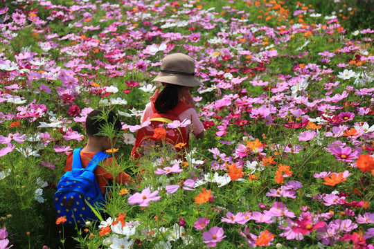 格桑花 花海