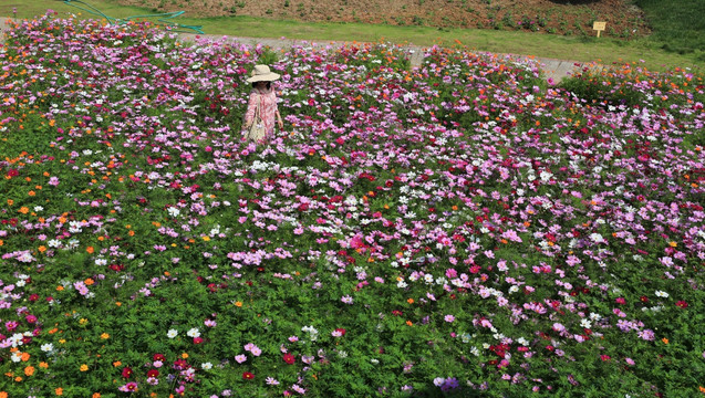 马鞭草 花海