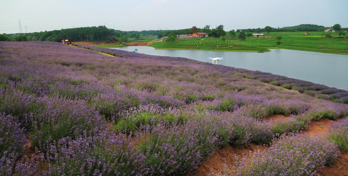 薰衣草 花海