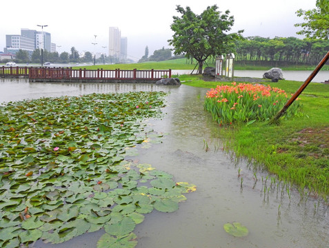 城市园林小景 雨中的池塘