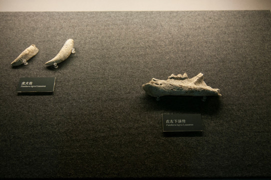 金沙遗址出土动物骨骸