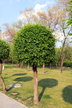 园林 园艺 树木 植物雕塑