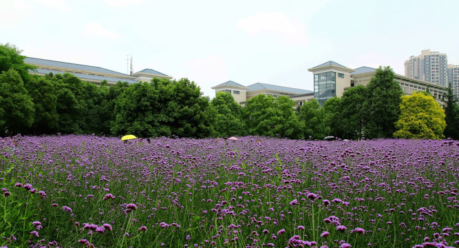 重庆 师范大学