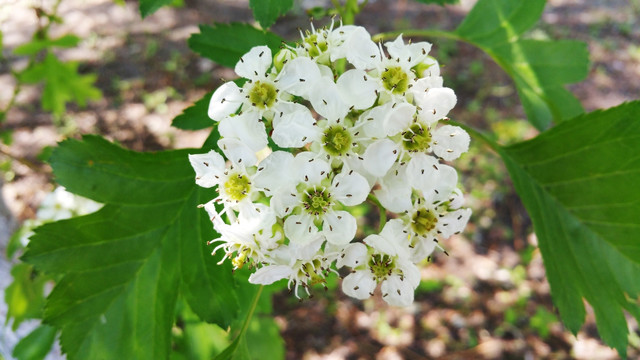 山楂树的花朵和绿叶