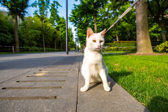 白色流浪猫