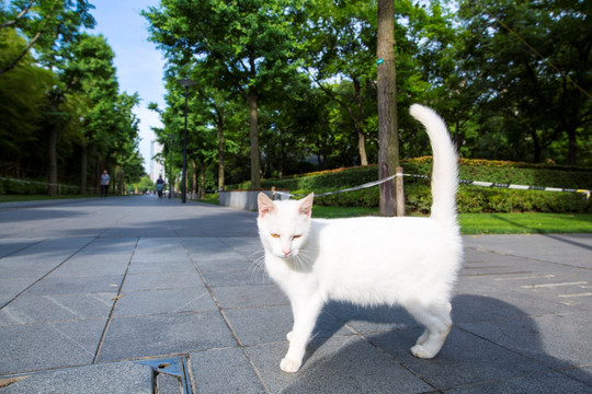 白色流浪猫