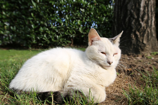 白色流浪猫