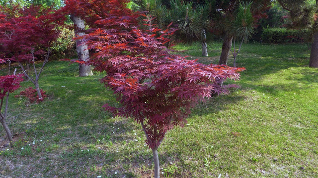 红枫
