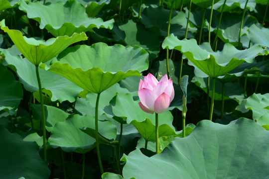 荷花