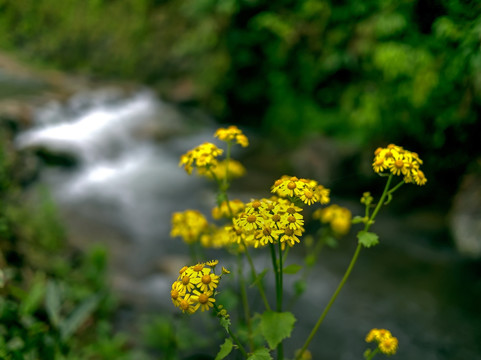 黄色野菊花和山涧溪流