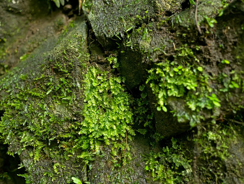森林石块和苔藓