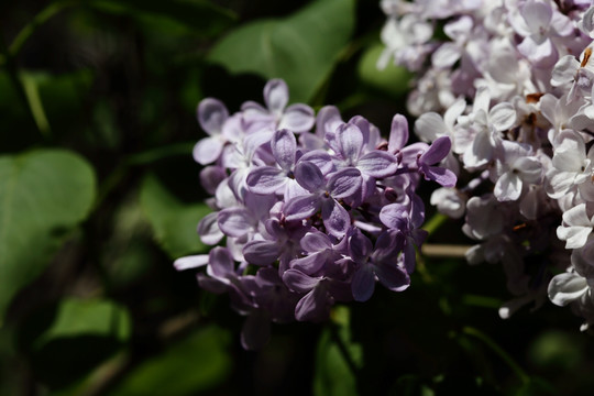 丁香花