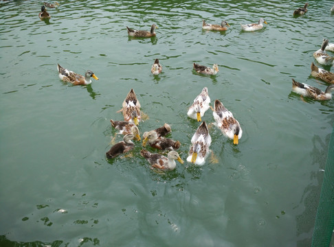 鸭子戏水