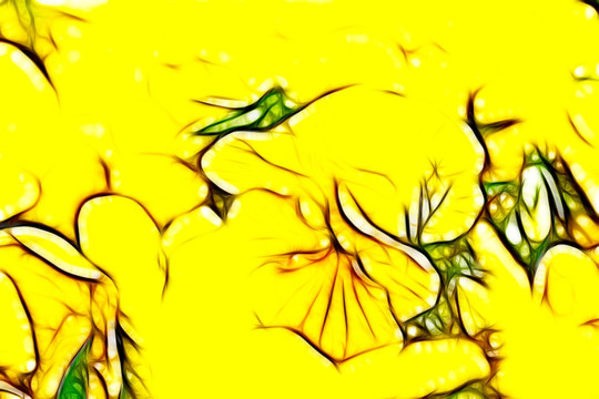 黄色三色堇