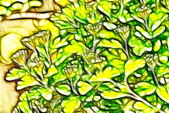 含苞待放的李叶绣线菊抽象画