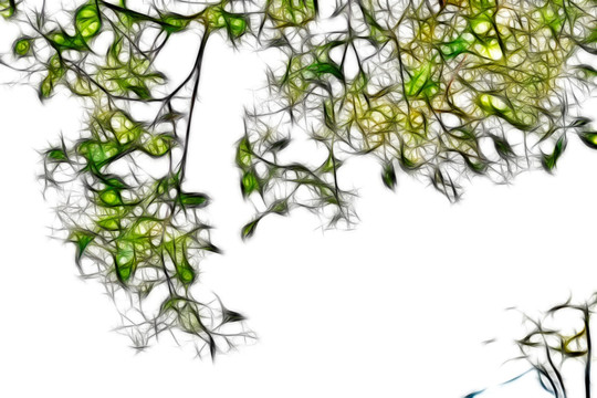 黄栌树枝叶抽象画