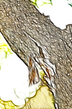 树皮抽象画