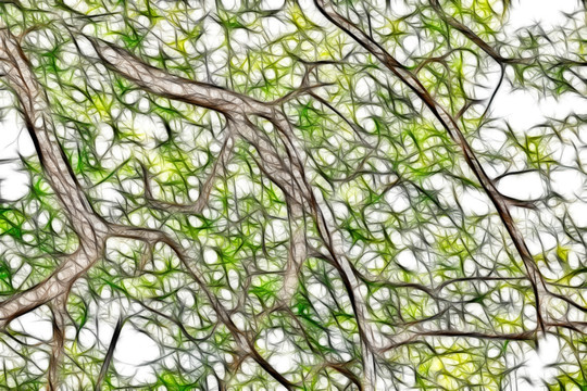 树枝抽象画