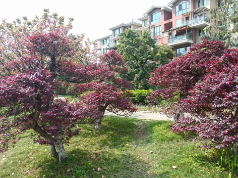花团锦簇