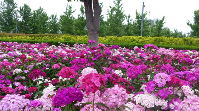 路边野花