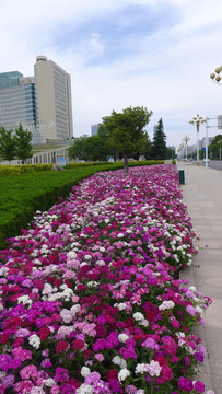 路边野花