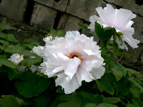 两朵白色牡丹花