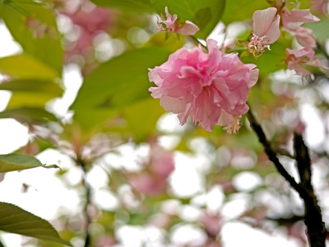 重瓣樱花观赏花卉