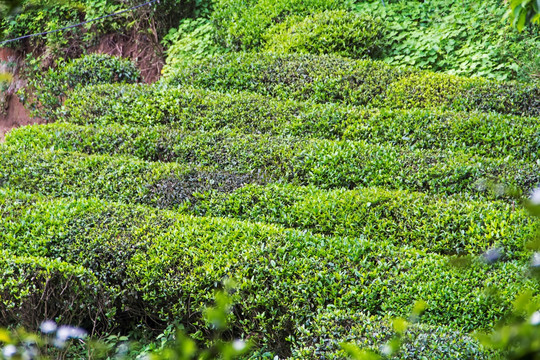 茶园 南岳云雾茶 茶场