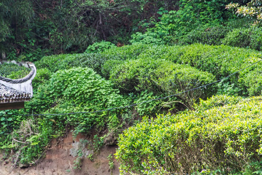 茶园 南岳云雾茶 茶场