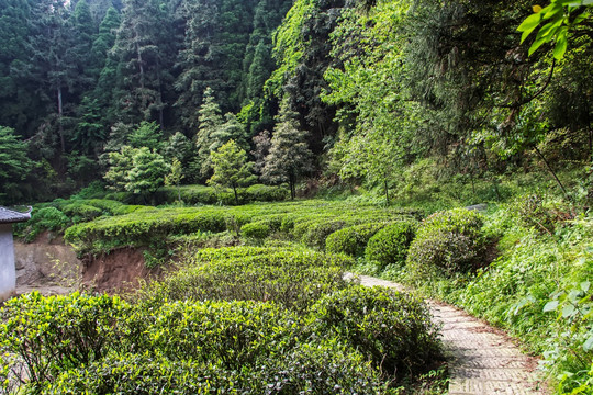 茶园 南岳云雾茶 茶场