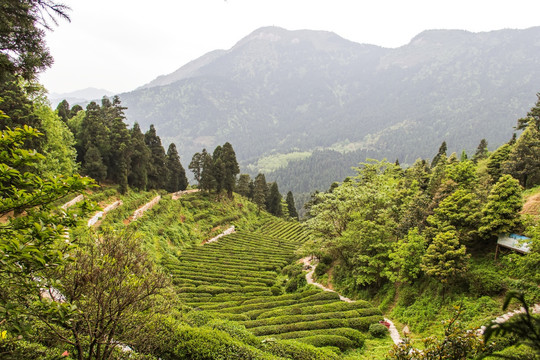 茶园 南岳云雾茶 茶场