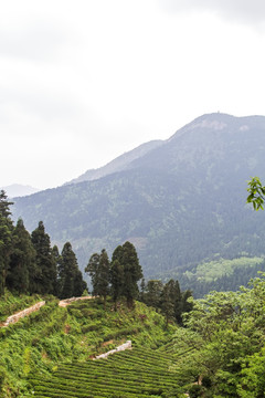 茶园 南岳云雾茶 茶场