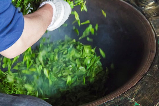 炒茶 茶叶加工 清茶