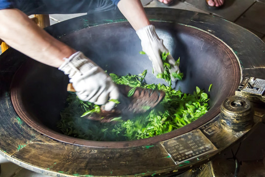 炒茶 茶叶加工 清茶