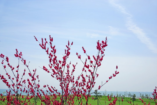 面朝大海 春暖花开