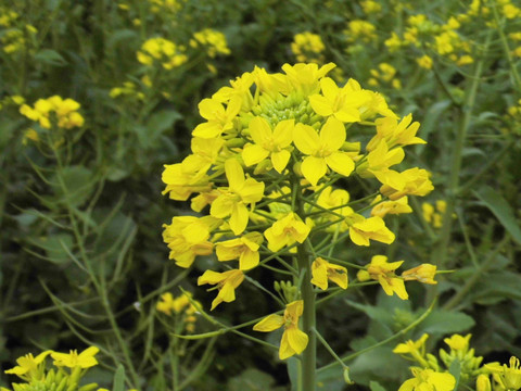 油菜花