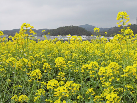 油菜花