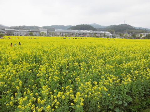 油菜花