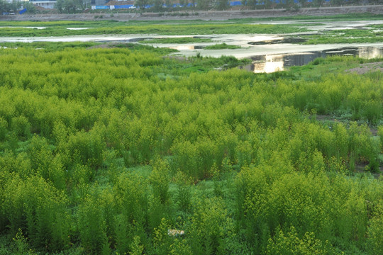 水草  河底