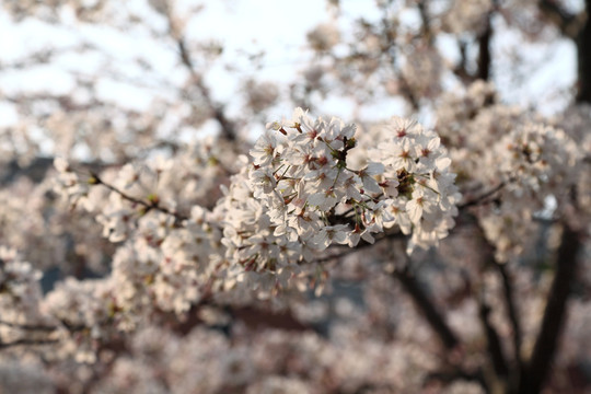 初春 白樱花