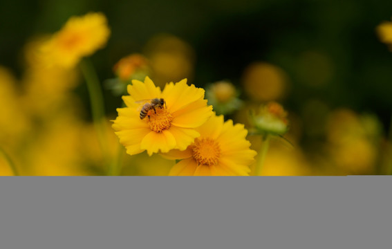 黄菊花 金鸡菊