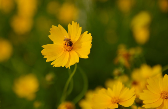 黄菊花 金鸡菊