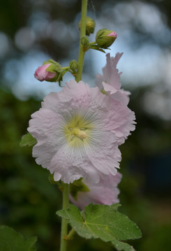 白色蜀葵花