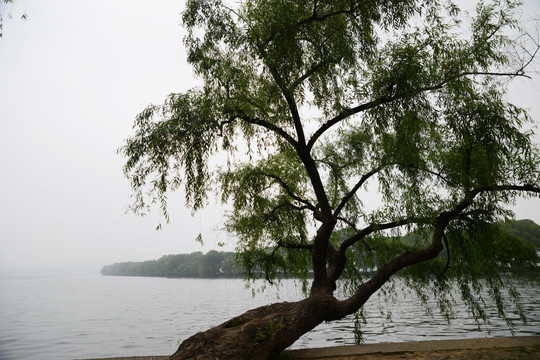 西湖古树