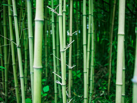 翠绿的竹林 竹节