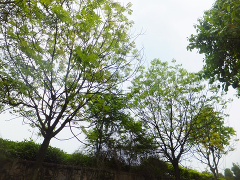 树木天空绿叶