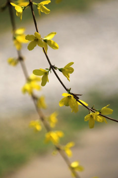 迎春花