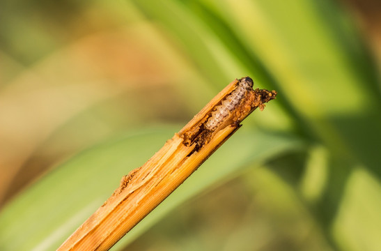 钻心虫 甘蔗害虫