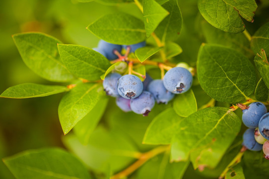 新鲜 蓝莓