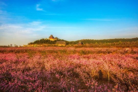 田园桃花